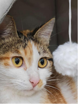 我校心理中心创新开展“人宠同心”减压团辅