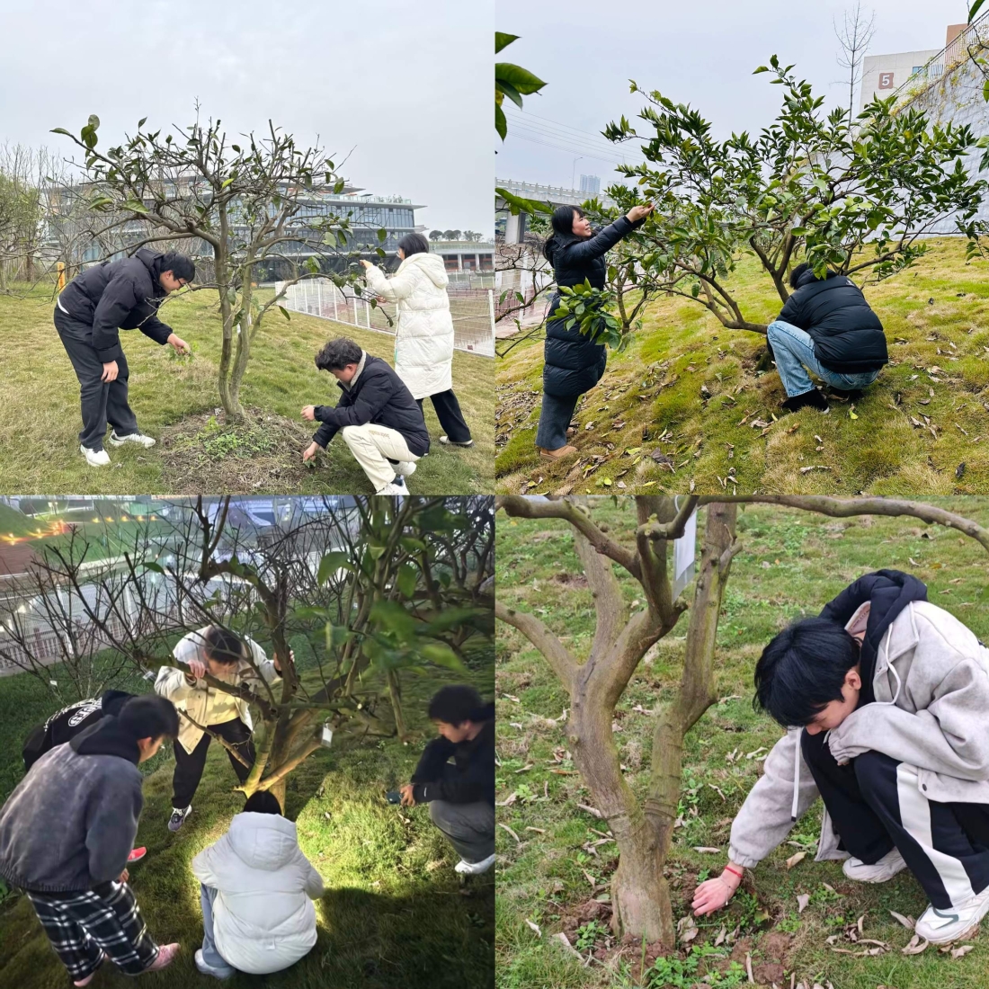 以劳育心 以树育人——我校开展“金果园”果树认领实践活动